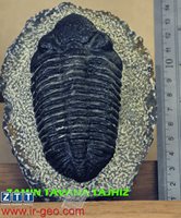  TRILOBIT-تریلوبیت 