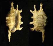 TRUE CONCHS