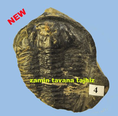 TRILOBITE 
