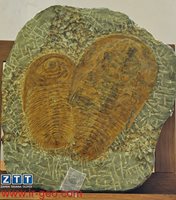  TRILOBIT-مگاتریلوبیت 
