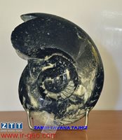  آمونیت AMONITE 