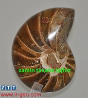 آمونوتوئید 