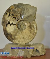 Shloenbachia شلونباخیا یا شلونباچیا