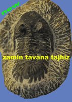  TRILOBITE 