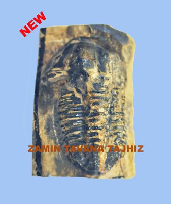  TRILOBITE -تریلوبیت 