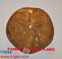 ECHINODERMATA