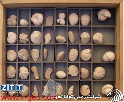  مجموعه اختصاصی مولاژ میکروفسیل 