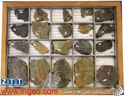  مجموعه اختصاصی فسیل شناسی گیاهی سرخسها FERNS 