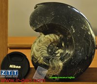  آمونیت AMONITE 
