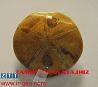 ECHINODERMATA