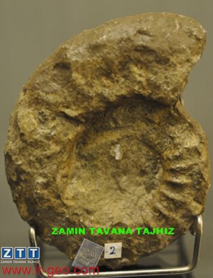  PELTOCERAS SP. 
