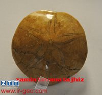 ECHINODERMATA