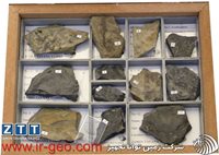  مجموعه اختصاصی فسیل شناسی گیاهی GYMNOSPERM 