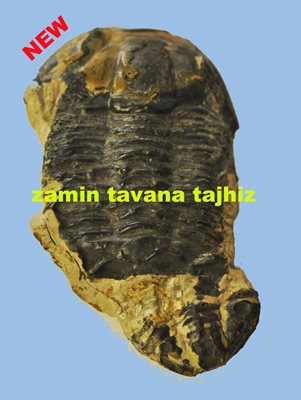  TRILOBITE -تریلوبیت 