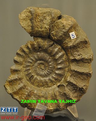  PELTOCERAS SP. 