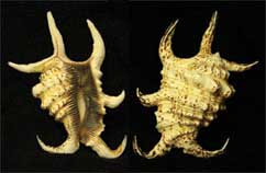 TRUE CONCHS