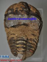  TRILOBITE تریلوبیت 