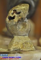  آمونیت AMONITE 