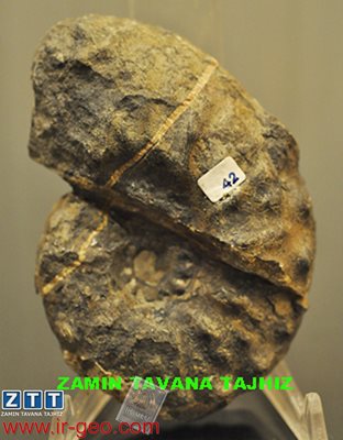  SCHLOENBACHIA SP. 