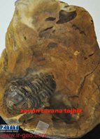  TRILOBITE تریلوبیت 