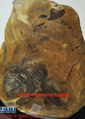  TRILOBITE تریلوبیت 