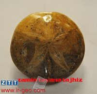 ECHINODERMATA