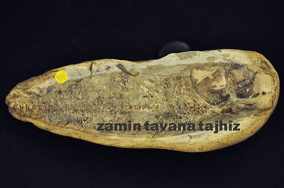 Rhacolepis Buccalis