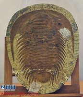  TRILOBIT-مگاتریلوبیت 