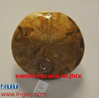 ECHINODERMATA