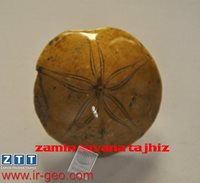 ECHINODERMATA
