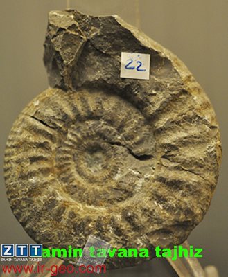  PROCERITES SP. 