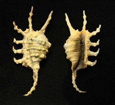 TRUE CONCHS