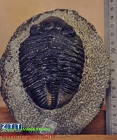  TRILOBIT-تریلوبیت 