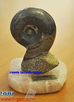  آمونیت AMONITE 