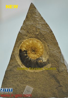  آمونیت AMONITE 